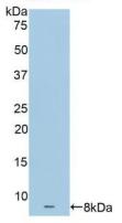 Polyclonal Antibody to Apolipoprotein C1 (APOC1)