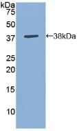 Polyclonal Antibody to Annexin V (ANXA5)