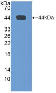 Polyclonal Antibody to Natriuretic Peptide Precursor A (NPPA)