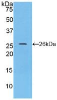 Polyclonal Antibody to Connexin 43 (CX43)