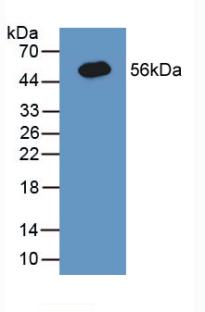 Polyclonal Antibody to Calnexin (CNX)