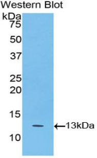 Biotin-Linked Polyclonal Antibody to B-Cell Activation Factor Receptor (BAFFR)