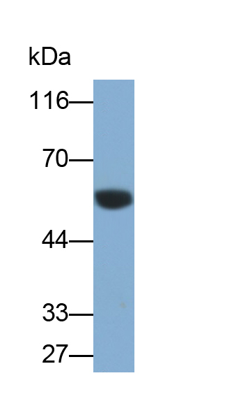 Polyclonal Antibody to Heparin Cofactor II (HCII)