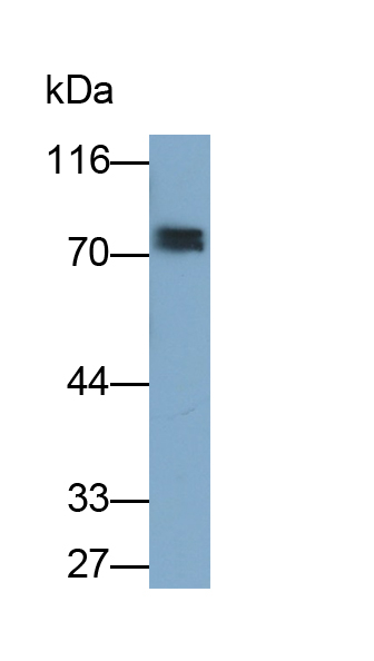 Polyclonal Antibody to Heparin Cofactor II (HCII)