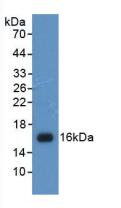 Polyclonal Antibody to Histone H4 (H4)