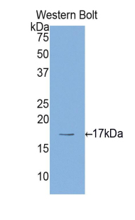 Polyclonal Antibody to Histone H4 (H4)