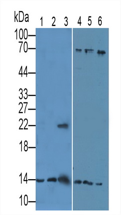 PAA289Mu01.jpg