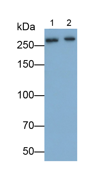 Polyclonal Antibody to Alpha-Fodrin (SPTAN1)