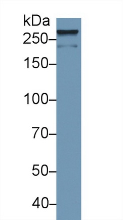 Polyclonal Antibody to Alpha-Fodrin (SPTAN1)