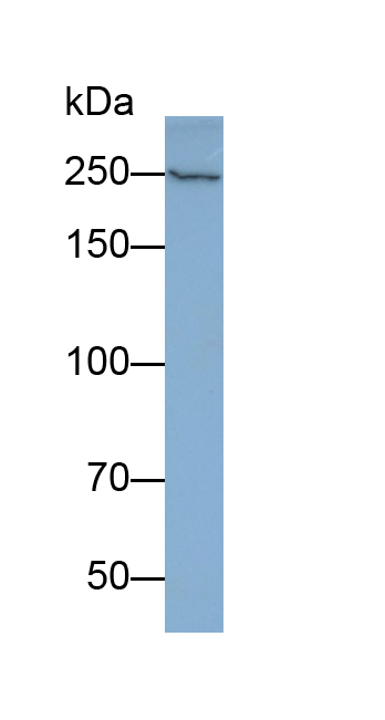 Polyclonal Antibody to Alpha-Fodrin (SPTAN1)