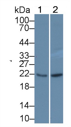 Polyclonal Antibody to Glutathione Peroxidase 1 (GPX1)