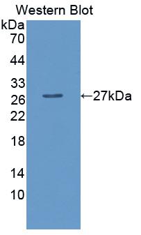 Polyclonal Antibody to Lactoperoxidase (LPO)