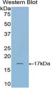 Polyclonal Antibody to Ribonuclease A (RNase A)