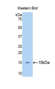 Biotin-Linked Polyclonal Antibody to Ribonuclease A (RNase A)