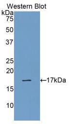 PAA297Hu01.jpg