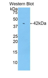 Polyclonal Antibody to Ribonuclease A (RNase A)