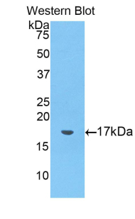 Polyclonal Antibody to Galectin 2 (GAL2)