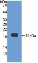 Polyclonal Antibody to Galectin 2 (GAL2)