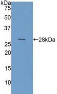 Polyclonal Antibody to Galectin 3 (GAL3)