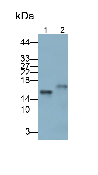 Polyclonal Antibody to Galectin 7 (GAL7)