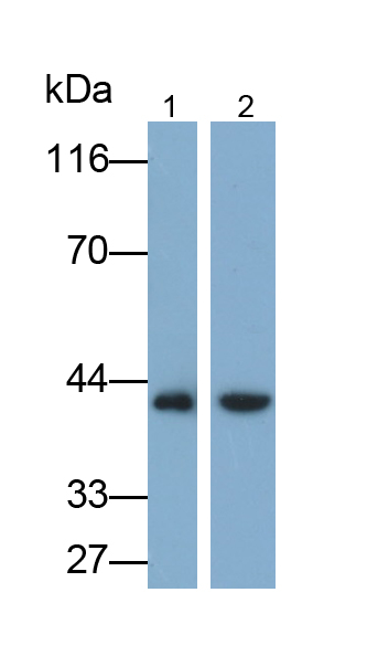 Polyclonal Antibody to Galectin 8 (GAL8)