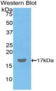 PAA309Bo01.jpg