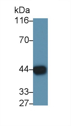 Polyclonal Antibody to Galectin 9 (GAL9)