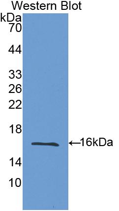 Polyclonal Antibody to Galectin 9 (GAL9)