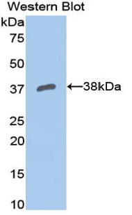 PAA310Bo01.jpg