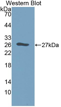 Polyclonal Antibody to Galectin 12 (GAL12)