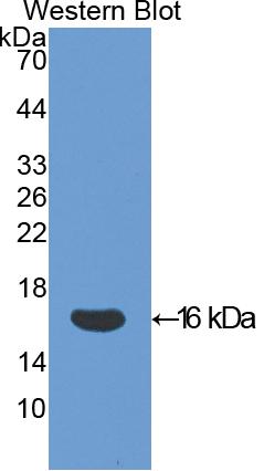 Biotin-Linked Polyclonal Antibody to Galectin 1 (GAL1)