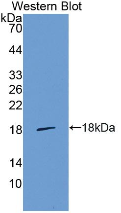 Polyclonal Antibody to Galectin 1 (GAL1)