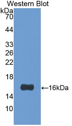 Biotin-Linked Polyclonal Antibody to Galectin 1 (GAL1)