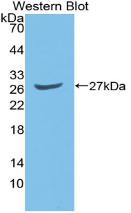 PAA337Mu01.jpg