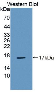 Polyclonal Antibody to Fatty Acid Binding Protein 6, Ileal (FABP6)