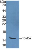 Polyclonal Antibody to Protein Kinase Inhibitor Beta (PKIb)