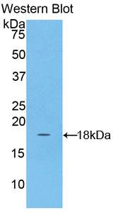 Polyclonal Antibody to Acyl Carrier Protein, Mitochondrial (ACP)