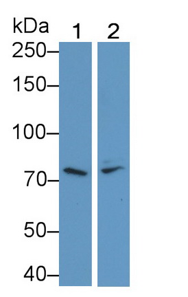PAA363Ra01.jpg