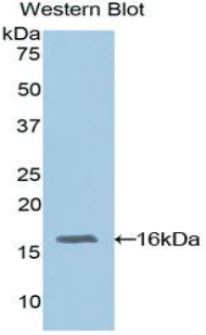 Polyclonal Antibody to Retinol Binding Protein 3, Interstitial (RBP3)