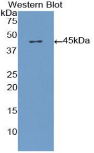 PAA370Po01.jpg