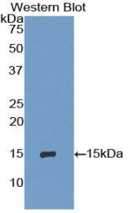 Polyclonal Antibody to Interferon Gamma Induced Protein 10kDa (IP10)