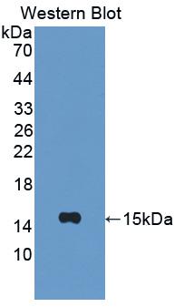 PAA371Ra01.jpg