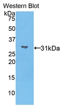 Polyclonal Antibody to Myosin IA (MYO1A)