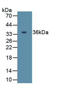 Polyclonal Antibody to Interleukin 27A (IL27A)