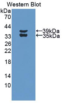 Polyclonal Antibody to Complement Component 3a (C3a)