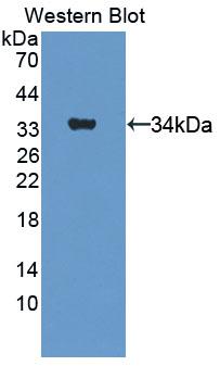 Polyclonal Antibody to Complement Component 5a (C5a)