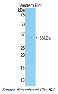 Polyclonal Antibody to Complement Component 5a (C5a)