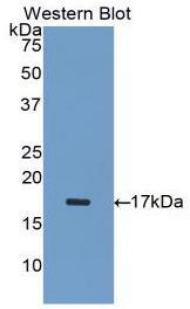 PAA395Hu01.jpg