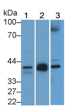 Polyclonal Antibody to Inhibin Alpha (INHa)