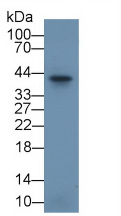 PAA395Ra01.jpg